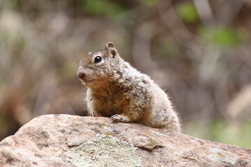 Alert and fuzzy otospermophilus variegatus rock squirrel with big bright eyes waiting on a rocky outcropping in the Utah wilderness