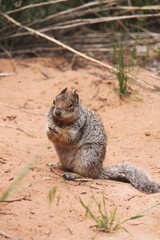 Naklejka na ściany i meble Noble and furry otospermophilus variegatus rock squirrel flaunts its bushy tail within a sandy meadow in Utah wilderness