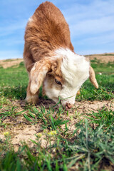 A small beautiful young goat close-up grazes on the field.