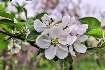 White flowers of apple tree in spring in nature.