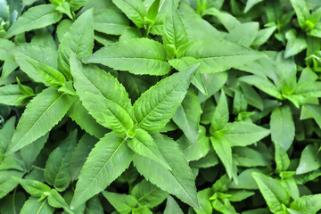 Fresh green leaves of bergamot plant in nature. - obrazy, fototapety, plakaty