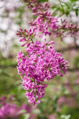 Bright lilac flowers in spring nature