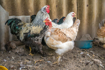 Chickens in a chicken coop. Subsistence farm in the village