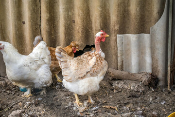 Chickens in a chicken coop. Subsistence farm in the village