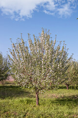 Blooming apple tree in the garden