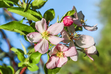 Spring pink apple tree flowers. Apple tree flowers close up. Shallow depth of field.