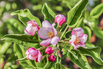 Fototapeta na wymiar Spring pink apple tree flowers. Apple tree flowers close up. Shallow depth of field.