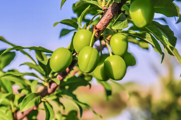 Green plum fruits in nature
