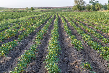 Fototapeta na wymiar Growing potatoes in the field.Landscape