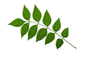 Fresh beautiful green tree leaf isolated on white background