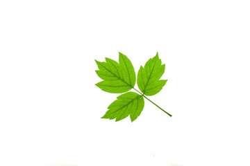 Green maple leaf isolated on white background