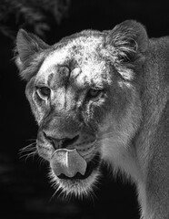 Obraz na płótnie Canvas Female African Lion (Panthera leo)