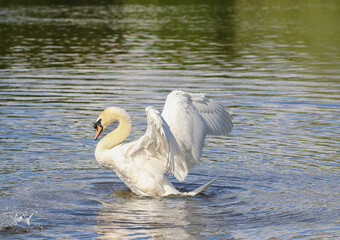 Fototapeta premium Mute Swan, United Kingdom