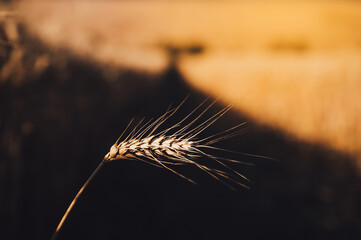 Ripe ears of wheat in a field on a blurred background in gold tones