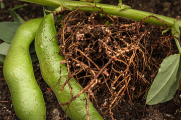 Broad bean roots with nitrogen nodules