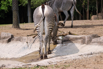 zebra butt