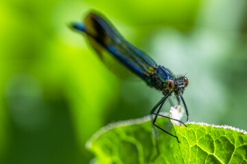 River Jewelwing (Calopteryx aequabilis) Close-up