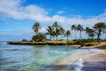 beach with palm trees