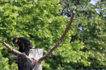 baby chimpanze