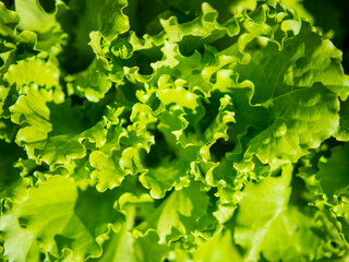 background of fresh lettuce leaves in a farmer's vegetable garden