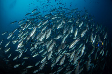 Fototapeta na wymiar Jordans snapper are swimming on the coral. Nice shoal of snapper during dive. Malpelo marine reserve.