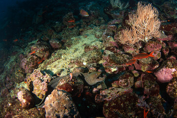 Gymnothorax dovii hiding on the bottom.Finespotted moray during the dive on Malpelo island. Abundant fish in protected pacific area. Angry moray on the bottom. 