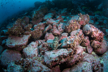 Naklejka na ściany i meble Starry grouper is lying on the bottom. Calm grouper during dive. Malpelo marine reserve.
