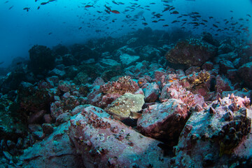 Starry grouper is lying on the bottom. Calm grouper during dive. Malpelo marine reserve.
