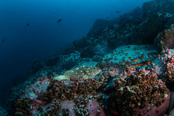 Fototapeta na wymiar Starry grouper is lying on the bottom. Calm grouper during dive. Malpelo marine reserve.