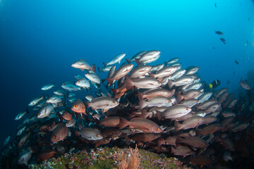 Fototapeta na wymiar Whipper snapper are swimming on the coral. Nice shoal of snapper during dive. Malpelo marine reserve.