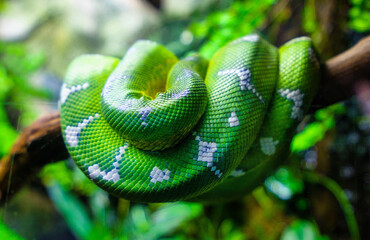 green snake in the tree