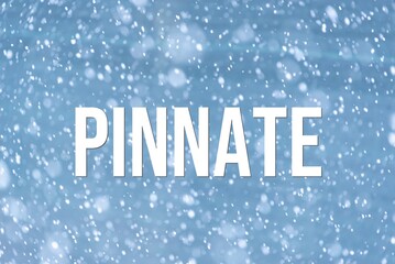 PINNATE - word on the background of the sky with clouds.
