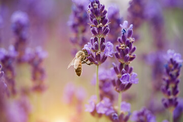 Lavender bushes closeup on sunset. Sunset gleam over purple flowers of lavender. The bee collects nectar. Macro photography