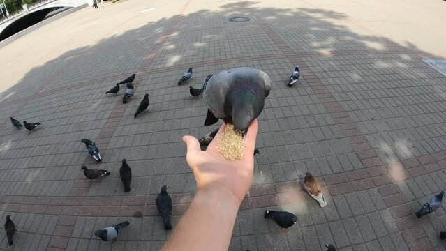 Feeding birds pigeons from hands 4k slow motion