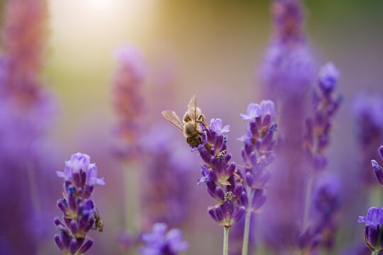 Lavender bushes closeup on sunset. Sunset gleam over purple flowers of lavender. The bee collects nectar. Macro photography