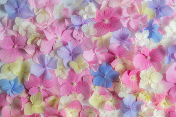 Bright natural floral background in pink and blue pastel colors. texture of hydrangea flowers in nature close-up.