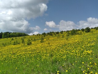 field of dandelions