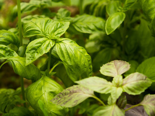 Green fresh basil leaves on a garden bed in a greenhouse