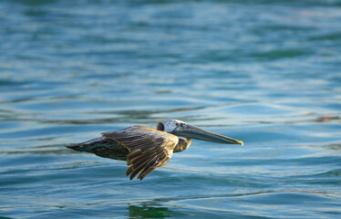 pelican in flight over the sea