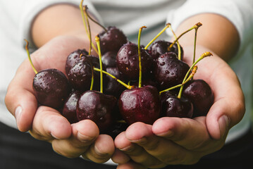 Hands holding a handful of cherries or sweet cherries close up. Berries in the palms - obrazy, fototapety, plakaty