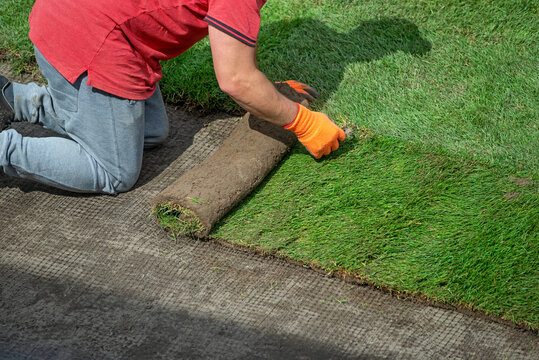 Making a lawn from a roll.	