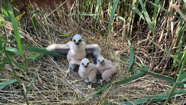Fluffy harrier chicks waiting for feed. Western marsh harrier cubs, Circus aeruginosus, in nest built in reed. Bird of prey nesting in wildlife nature. Harrier in natural habitat. Breeding season.