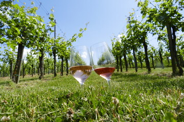 Two glasses of rose wines in the vineyard