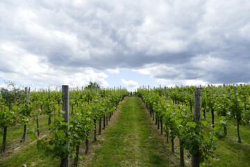 Fototapeta na wymiar Green vinyards under blue sky in south of Hungary near Palkonya 