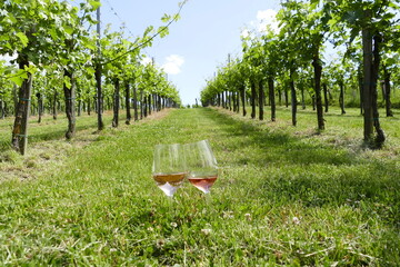 Two glasses of rose wines in the vineyard