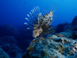 Naklejka na ściany i meble lionfish on sandy bottom underwater invasive fish underwater mediterranean sea ocean scenery