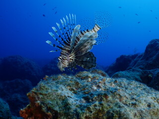 lionfish on sandy  bottom underwater invasive fish underwater mediterranean sea ocean scenery
