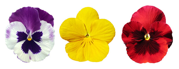 Pansy flowers or spring garden viola tricolor collection isolated on white background. Flower arrangement and floral design. Top view, flat lay banner
