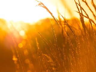Grass fiels closeup over sunset background with beautuful bokeh. Garden landspcape and sun