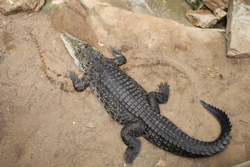 Crocodile on the ground with rocks